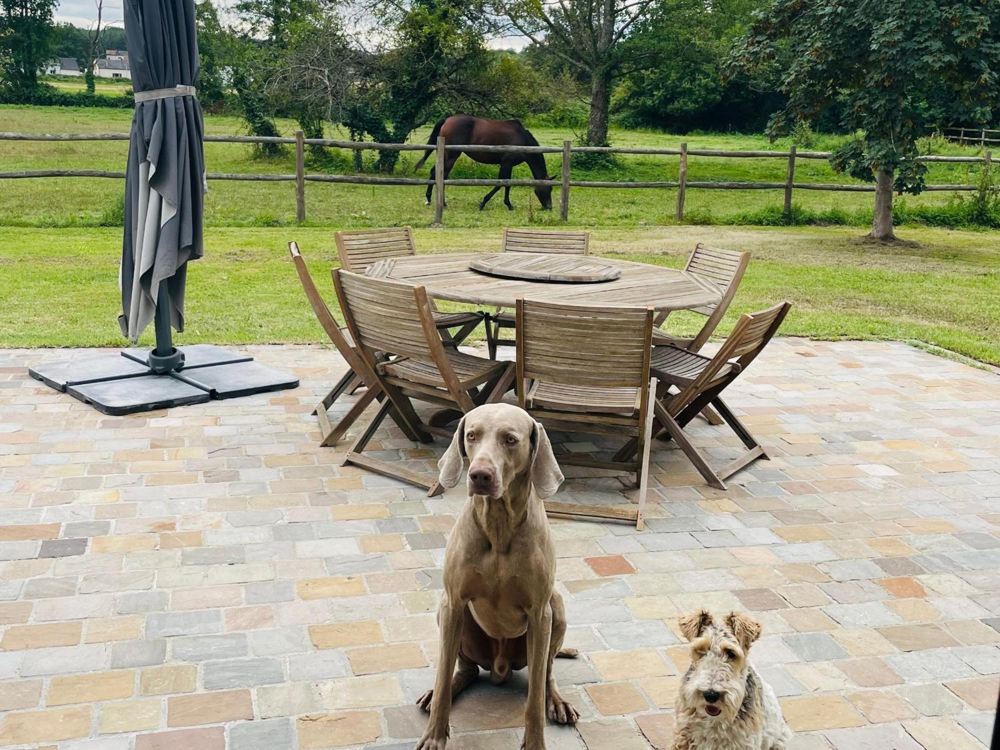 Gite Spacieux Et Lumineux Dans Belle Dependance Avec Terrasse Privative, Parc Et Chiens Acceptes - Fr-1-410-412 La Flèche Exterior foto